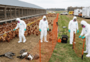 墨爾本皇家博覽會急研議！H5N1 禽流感恐致家禽展停辦
